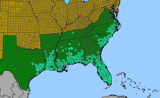 The range of Cuphea carthagenensis